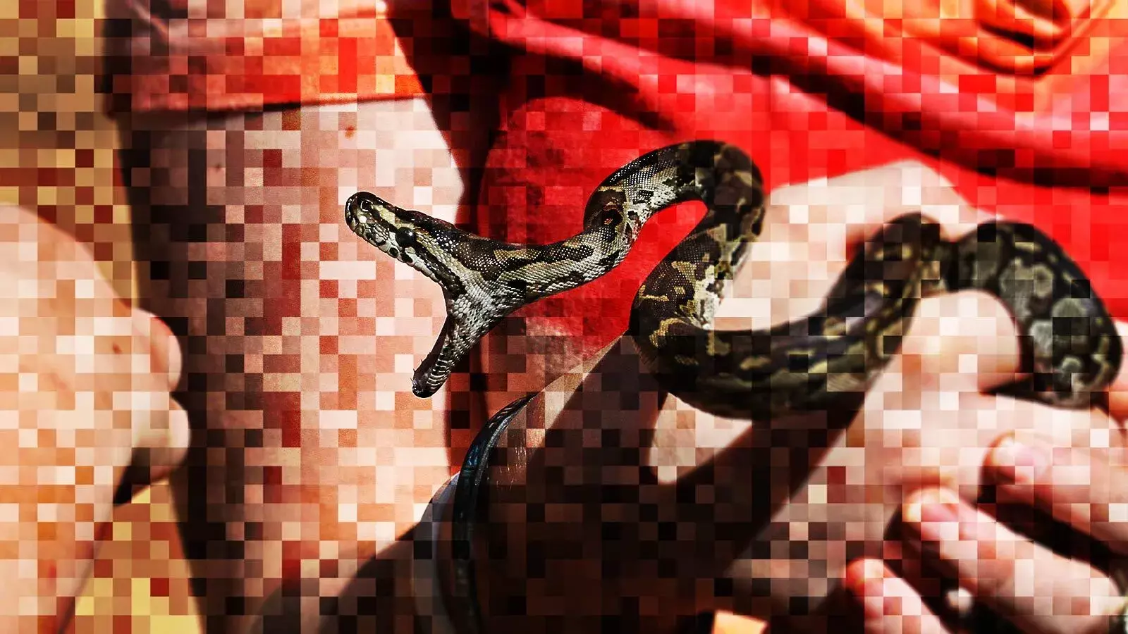 இந்தியாவில் குறைவாக கணக்கிடப்படும் பாம்புக்கடி இறப்புகள், எனினும் உலகளவில் இது அதிகம் இந்தியாவில் குறைவாக கணக்கிடப்படும் பாம்புக்கடி இறப்புகள், எனினும் உலகளவில் இது அதிகம்