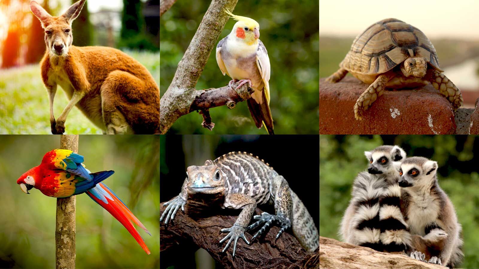 32,000 Indians Say They Possess Exotic Animals In Post-COVID Amnesty