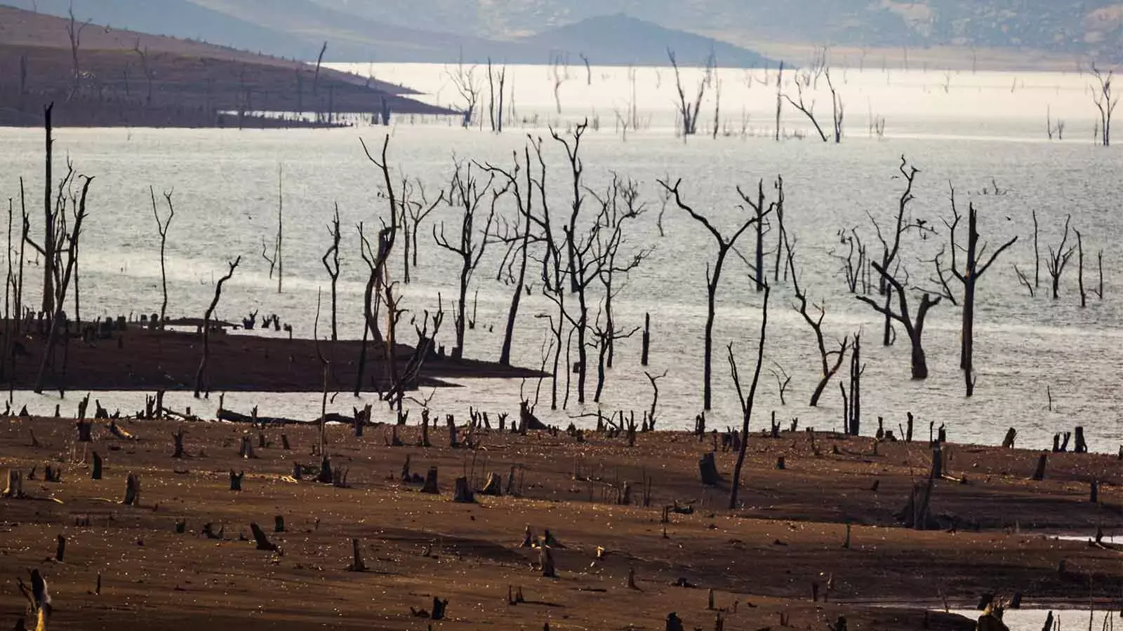 COP26: லட்சிய காலநிலை இலக்கு இருந்தும் கூட இந்தியா காடுகள் விஷயத்தில் ஏன் அமைதியாக இருக்கிறது COP26: லட்சிய காலநிலை இலக்கு இருந்தும் கூட இந்தியா காடுகள் விஷயத்தில் ஏன் அமைதியாக இருக்கிறது