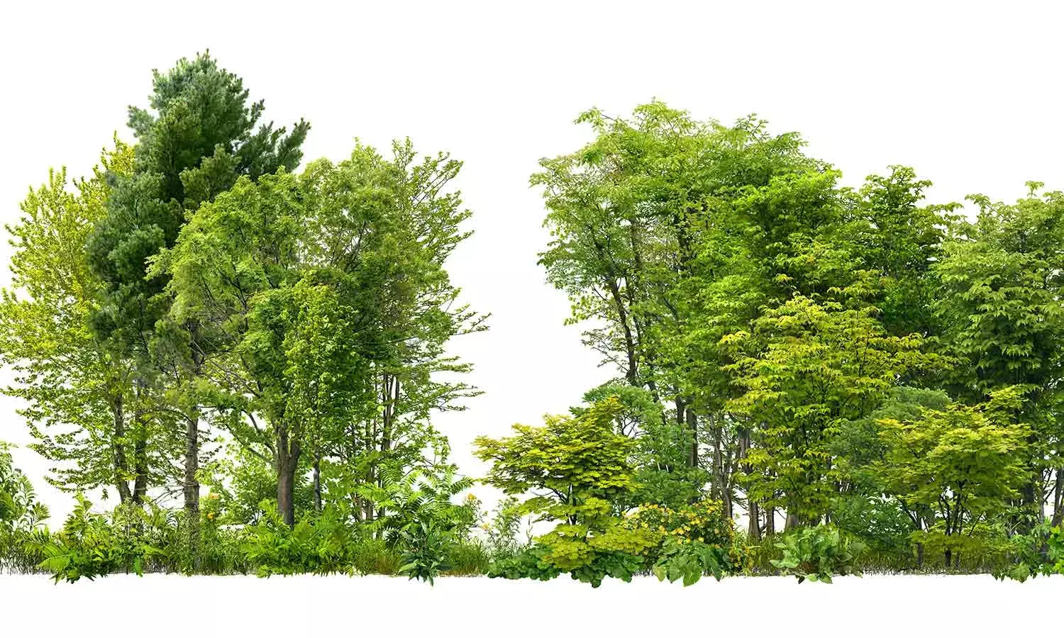 #தரவுக்காட்சி: இந்தியாவின் காடுகள் வளர்ந்தன ஆனால் எப்படி என்பதைப் புரிந்துகொள்ள சிறந்த தரவு தேவை என்று அரசாங்கம் கூறுகிறது