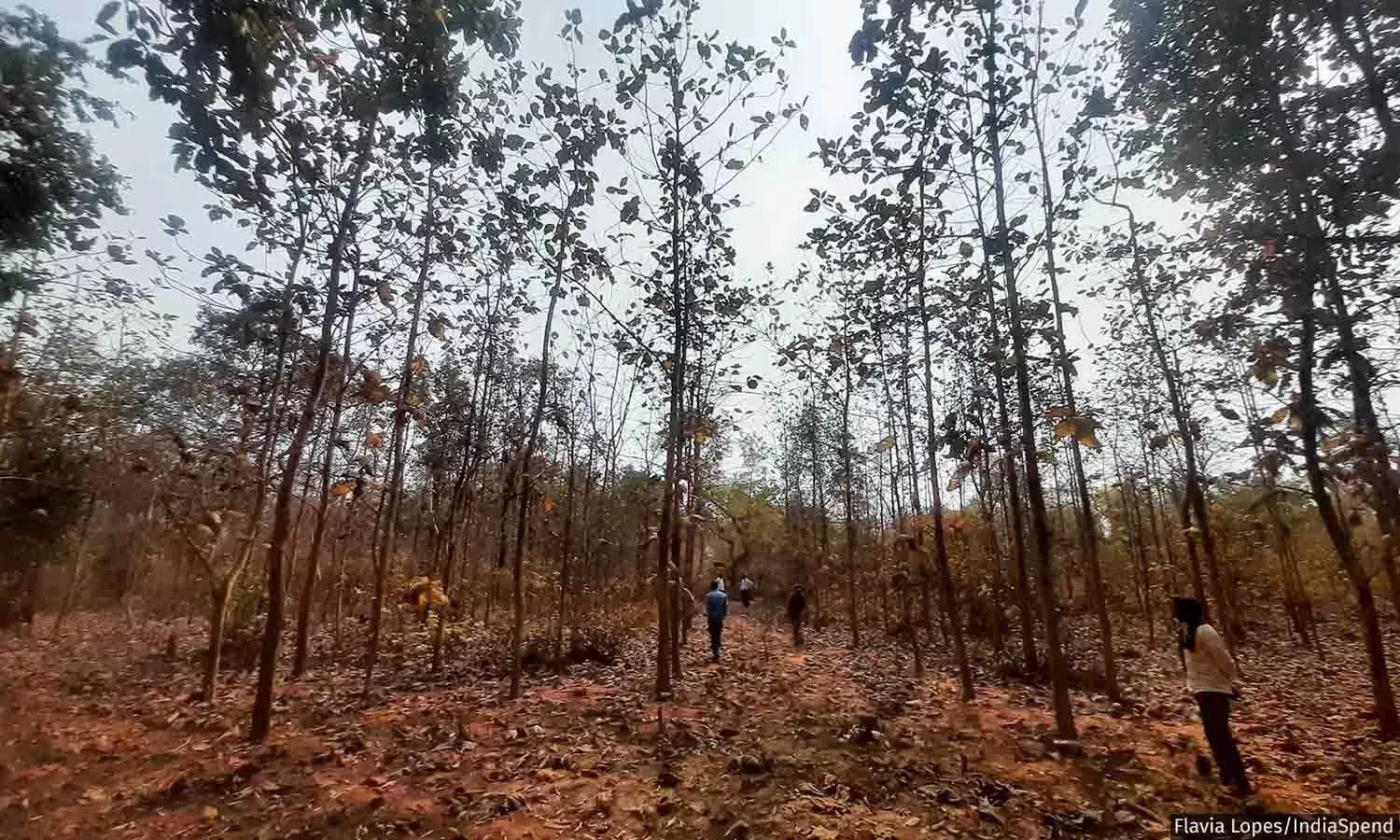 காடுகளின் பாதுகாவலர்கள்:  கோண்டியா வனவாசி சமூகங்கள் காடுகளை எவ்வாறு மீண்டும் உருவாக்குகின்றனர் காடுகளின் பாதுகாவலர்கள்:  கோண்டியா வனவாசி சமூகங்கள் காடுகளை எவ்வாறு மீண்டும் உருவாக்குகின்றனர்