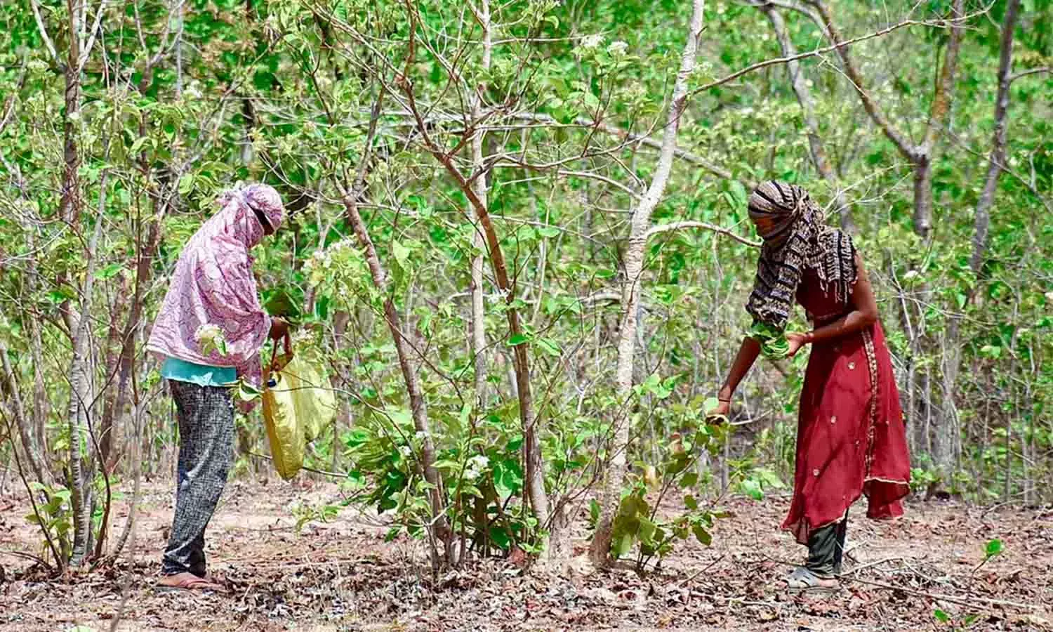 வன உரிமைகள் மகாராஷ்டிராவின் கோண்டியாவில் தன்னிறைவு கிராமங்களை வளர்க்கின்றன வன உரிமைகள் மகாராஷ்டிராவின் கோண்டியாவில் தன்னிறைவு கிராமங்களை வளர்க்கின்றன