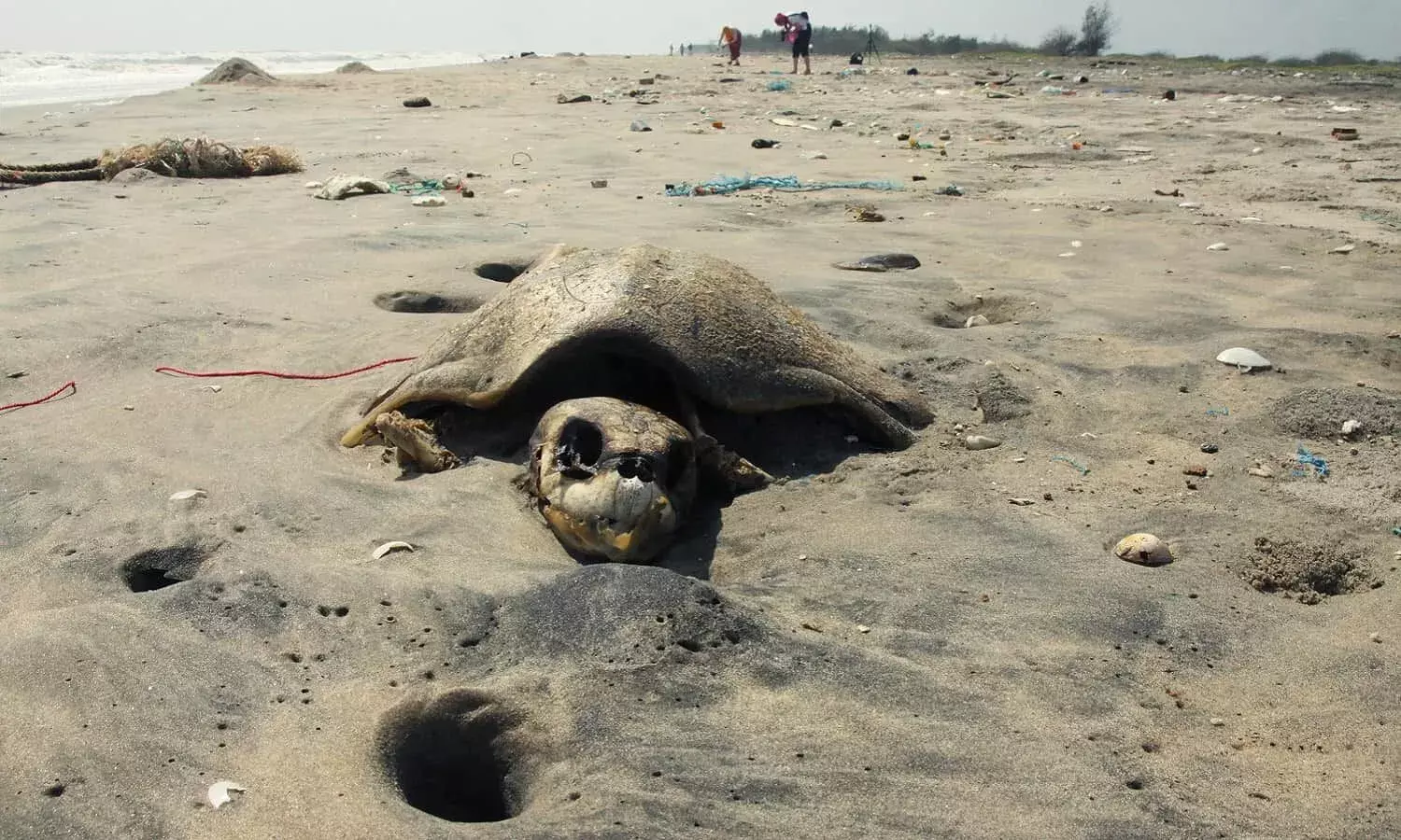 பல்லுயிர்ச் சரிவு: இந்தியாவின் பாதுகாப்பு முயற்சிகளைத் தடுப்பது எது? பல்லுயிர்ச் சரிவு: இந்தியாவின் பாதுகாப்பு முயற்சிகளைத் தடுப்பது எது?