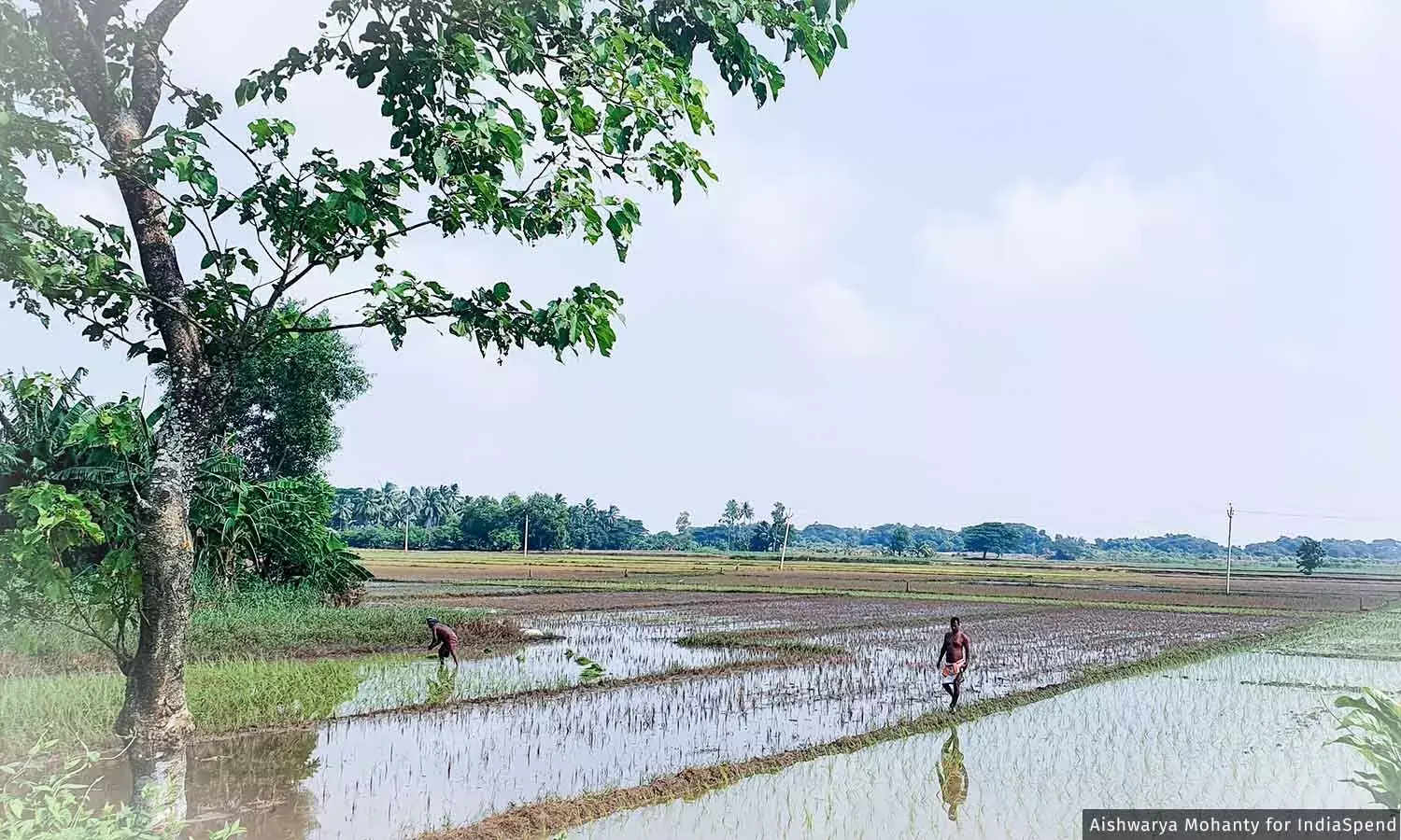 மீண்டும் மீண்டும் வெள்ளம், புயல்கள் ஒடிசா விவசாயிகளை வேலைக்காக இடம்பெயரச் செய்கின்றன மீண்டும் மீண்டும் வெள்ளம், புயல்கள் ஒடிசா விவசாயிகளை வேலைக்காக இடம்பெயரச் செய்கின்றன