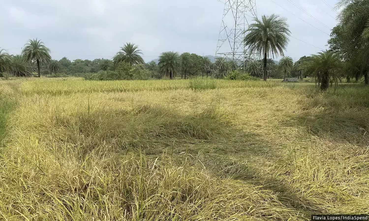 இழப்பு மற்றும் சேதம்: COP27 விவாதங்கள் காலநிலை நெருக்கடியால் பாதிக்கப்பட்டவர்களுக்கு உதவுமா இழப்பு மற்றும் சேதம்: COP27 விவாதங்கள் காலநிலை நெருக்கடியால் பாதிக்கப்பட்டவர்களுக்கு உதவுமா