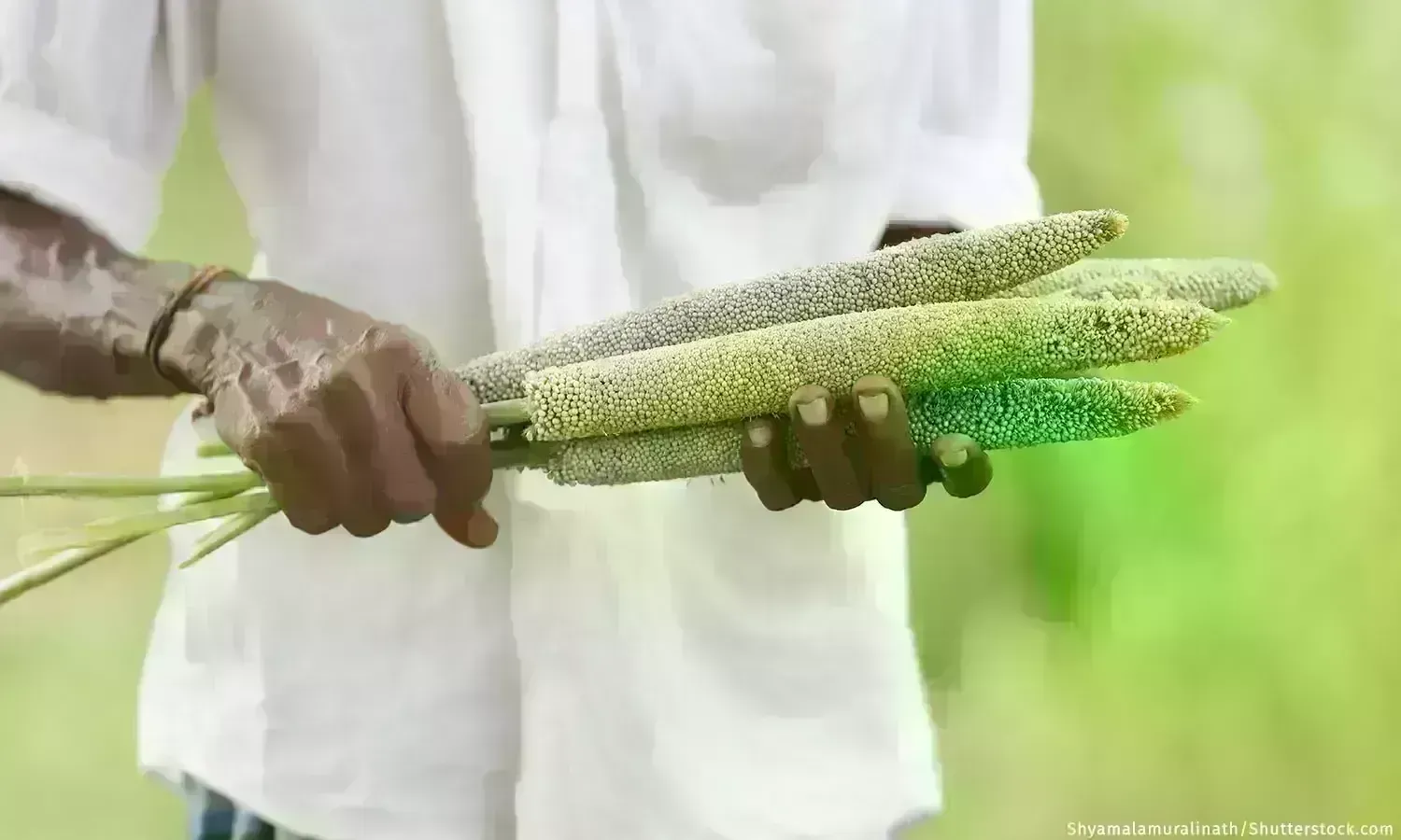 2023 ஆம் ஆண்டில் தினைகளின் மீது உலகளாவிய கவனம், இது பல இந்திய உணவு முறைகளுக்கு பாரம்பரியமானது 2023 ஆம் ஆண்டில் தினைகளின் மீது உலகளாவிய கவனம், இது பல இந்திய உணவு முறைகளுக்கு பாரம்பரியமானது
