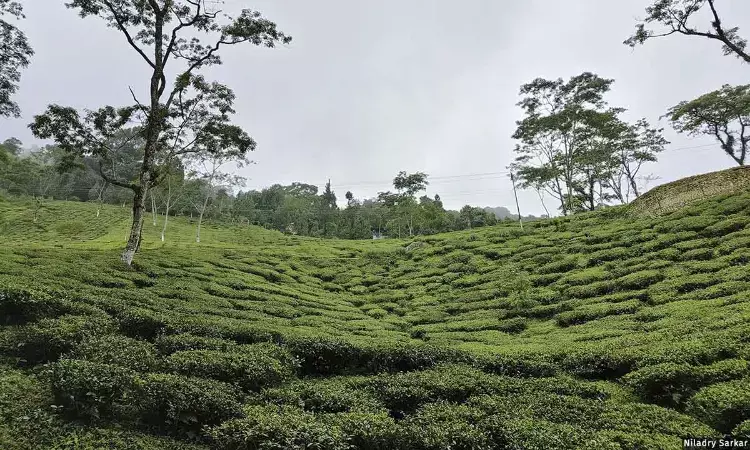 பருவநிலை மாற்றம்,  போட்டியாளர்களின் மலிவான தேயிலை டார்ஜிலிங் தேயிலை தொழிற்சாலைகளுக்கு ஆபத்து பருவநிலை மாற்றம்,  போட்டியாளர்களின் மலிவான தேயிலை டார்ஜிலிங் தேயிலை தொழிற்சாலைகளுக்கு ஆபத்து