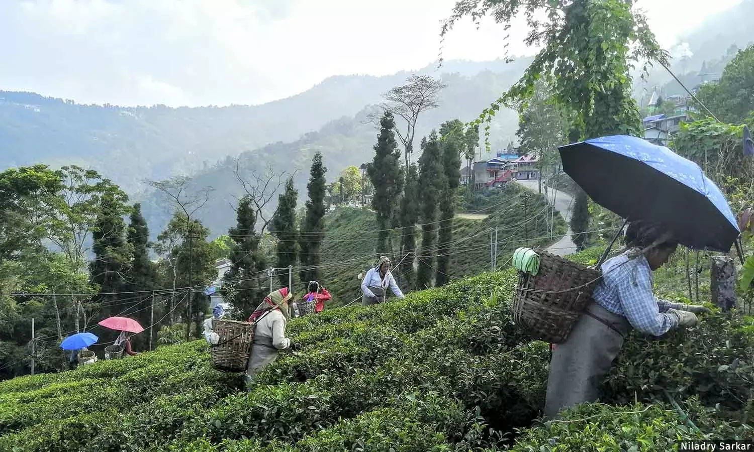 கசக்கும் உண்மை: டார்ஜிலிங்கின் தேயிலைத் தோட்டத் தொழிலாளர்களுக்கு ஊதியம் குறைவு, நில உரிமைகள் இல்லை கசக்கும் உண்மை: டார்ஜிலிங்கின் தேயிலைத் தோட்டத் தொழிலாளர்களுக்கு ஊதியம் குறைவு, நில உரிமைகள் இல்லை