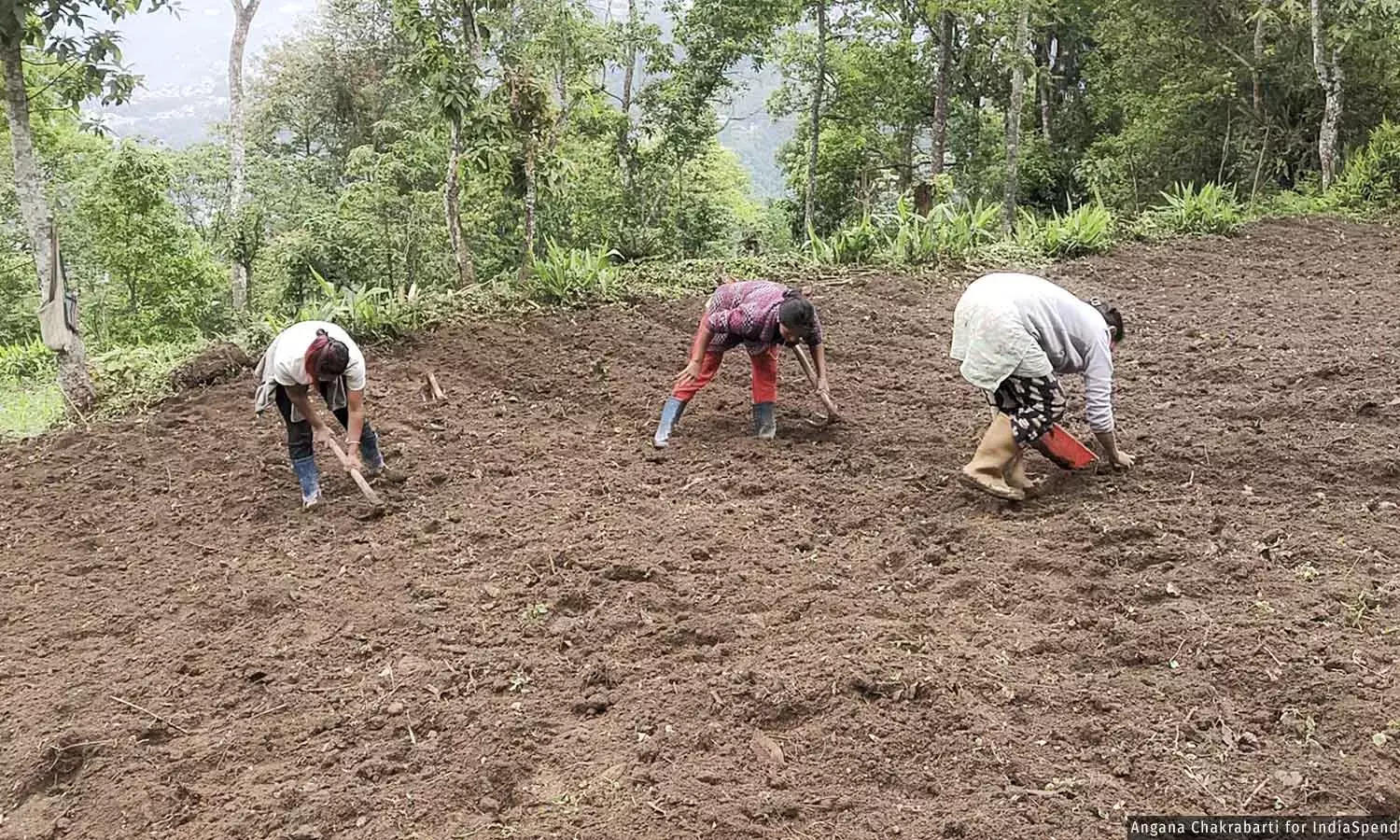 இந்தியாவின் முதல் முழு இயற்கை விவசாய மாநிலமான சிக்கிம்  அதை பசுமையை நோக்கிய நகர்வில் ஏன் தடுமாறுகிறது இந்தியாவின் முதல் முழு இயற்கை விவசாய மாநிலமான சிக்கிம்  அதை பசுமையை நோக்கிய நகர்வில் ஏன் தடுமாறுகிறது