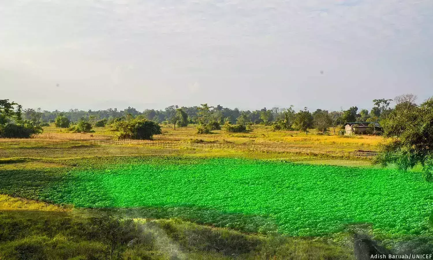 அசாமின் தேமாஜியில், உள்கட்டமைப்பு வளர்ச்சி, ஒழுங்கற்ற மழையால் விவசாய நடைமுறைகள் மாறுகின்றன