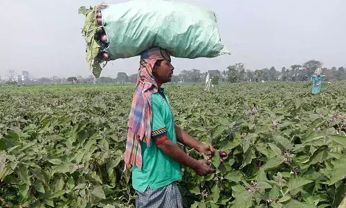 இந்தியாவுக்கு உண்மையில் எவ்வளவு கத்திரிக்காய் தேவை? இந்தியாவுக்கு உண்மையில் எவ்வளவு கத்திரிக்காய் தேவை?