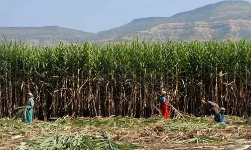பாலைவனமாகும் சூழலிலும் நீரை உறிஞ்சும் கரும்பை மராத்வாடா ஏன் கைவிடவில்லை. காரணம் இங்கே பாலைவனமாகும் சூழலிலும் நீரை உறிஞ்சும் கரும்பை மராத்வாடா ஏன் கைவிடவில்லை. காரணம் இங்கே