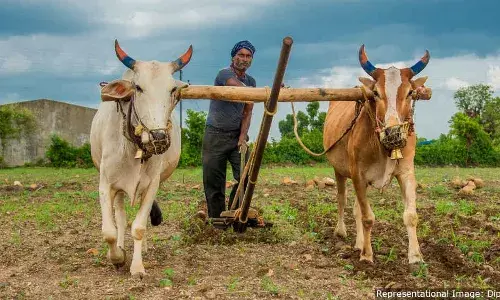 மறுக்கப்பட்ட பயிர்க்கடன்கள்,  வட்டிக்காரர்களிடம் திரும்பச் செல்லும் மகாராஷ்டிரா விவசாயிகள் மறுக்கப்பட்ட பயிர்க்கடன்கள்,  வட்டிக்காரர்களிடம் திரும்பச் செல்லும் மகாராஷ்டிரா விவசாயிகள்