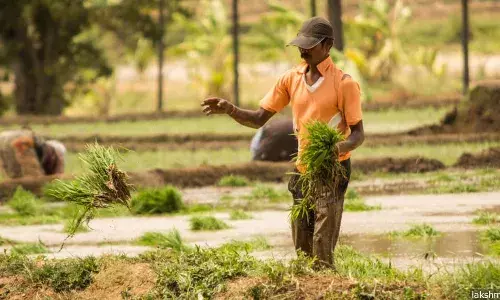 ஒழுங்கற்ற பருவமழை, காலநிலை மாற்றத்தால் கர்நாடக காவிரி படுகையில் 25% பயிர்கள் சேதம் ஒழுங்கற்ற பருவமழை, காலநிலை மாற்றத்தால் கர்நாடக காவிரி படுகையில் 25% பயிர்கள் சேதம்