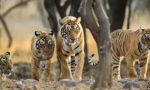 இந்தியாவில் புலிகள் எண்ணிக்கை 12 ஆண்டுகளில் இரட்டிப்பு. இது நல்ல செய்தியல்ல இந்தியாவில் புலிகள் எண்ணிக்கை 12 ஆண்டுகளில் இரட்டிப்பு. இது நல்ல செய்தியல்ல