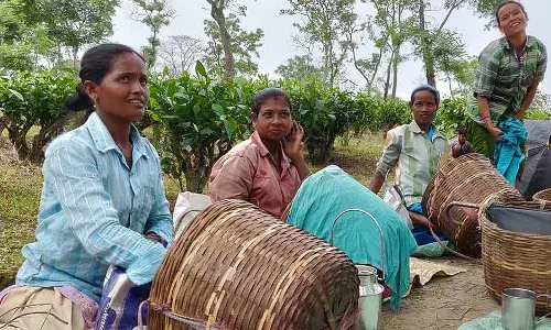 அஸ்ஸாமின் உலக புகழ் பெற்ற தேயிலை தோட்டங்கள் கர்ப்பிணிகளுக்கு கொடியது அஸ்ஸாமின் உலக புகழ் பெற்ற தேயிலை தோட்டங்கள் கர்ப்பிணிகளுக்கு கொடியது